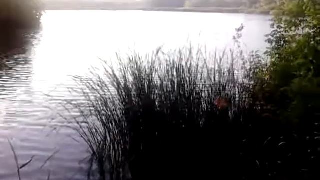 Птахи співають, вечоріє на ставку влітку, а далеко в гаю кує зозуля, Україна MOV 0527 смотреть онлайн