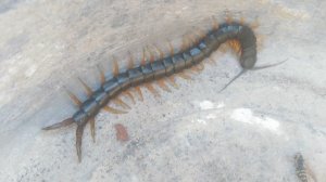 Гигантская сколопендра