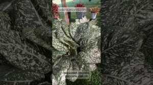 Аглаонемы Морадоклок на выставке в Бангкоке 2024.