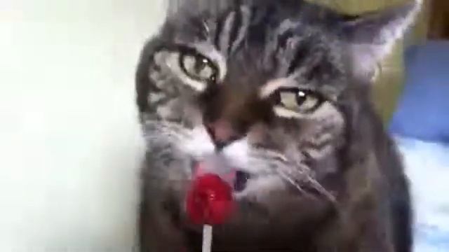 Кот и чупачупс смотреть онлайн