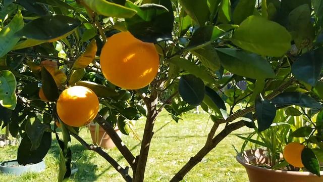 Citrus Collection At The End Of Winter 2018