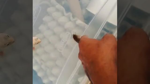 Blazing blizzard leopard gecko смотреть онлайн