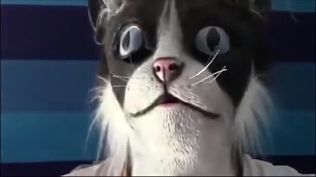 Подборка смешного видео с котами Funny Cats 2016 Must See by Channel Popular смотреть онлайн