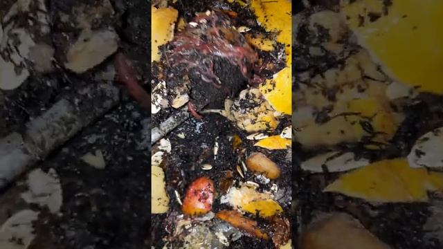 #червь старатель смотреть онлайн