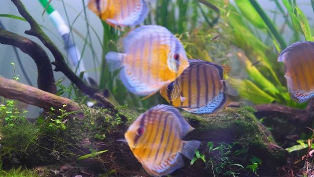 Wild Red Spotted Green Discus in a Planted Aquarium смотреть онлайн