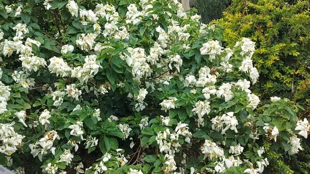 White Mussaenda Bangkok Rose смотреть онлайн