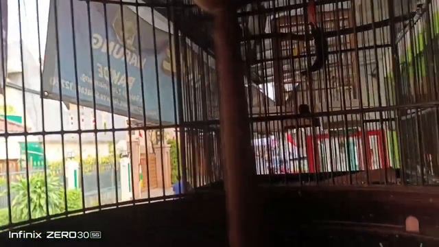Kios budeh sabar makanan burung dan alat" burung kacer gacor jual murah смотреть онлайн