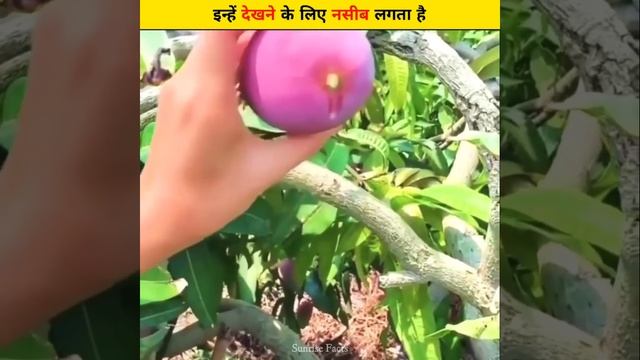 दुनिया के 3 सबसे महंगे फल 🤯 #shorts #ytshorts смотреть онлайн