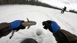 ЕЩЕ ОДИН ВЫЕЗД ЗА ХАРИУСОМ | ДЕНЬ ПЕРВЫЙ