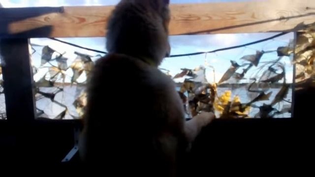 Кто лишний на весенней охоте ????? Медведи бродят рядом... смотреть онлайн