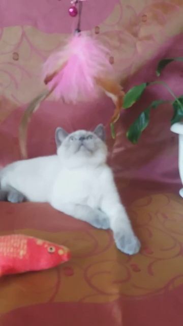 Шотландские котята смотреть онлайн