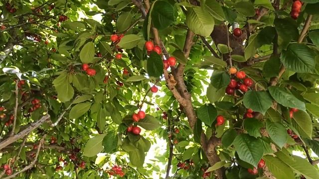 Гилос, Gilos, Черешня, (Prúnus ávium) #agriculture #farming #agro #uzbekistan #samarkand смотреть онлайн