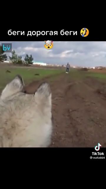 Прикол с собакой проверил почему не носит маску смотреть онлайн