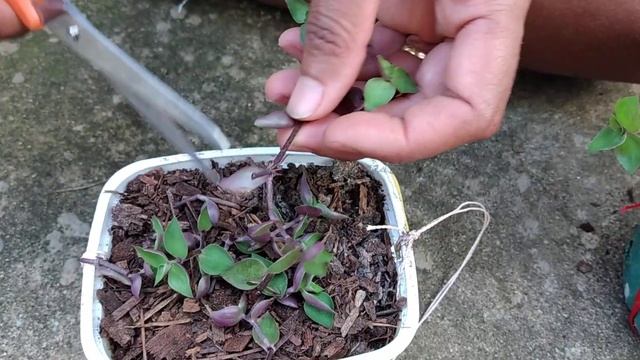 Saibam como plantar dinheiro em penca (callisia repens) de um jeito prático e funcional. смотреть онлайн