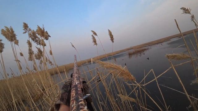 Чернеть подошла. Красивые налеты, хорошо поохотился. Отпуск продолжается.