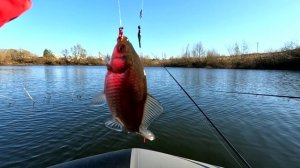 Карась ранней весной с лодки.
