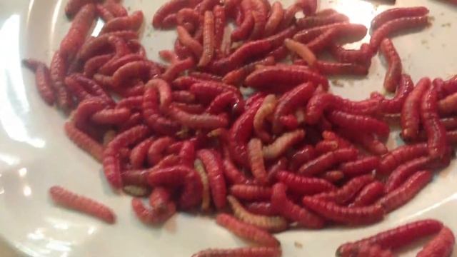 Cooking Chiniculies The Cactus Worm смотреть онлайн