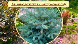 Хвойные неприхотливые деревья и кустарники в нашем саду. Подмосковье.