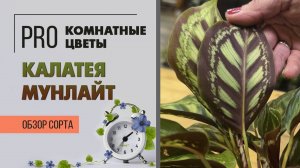 Калатея Мунлайт. Обзор сорта. Яркое и нежное тенелюбивое растение. Озеленение северного окна.