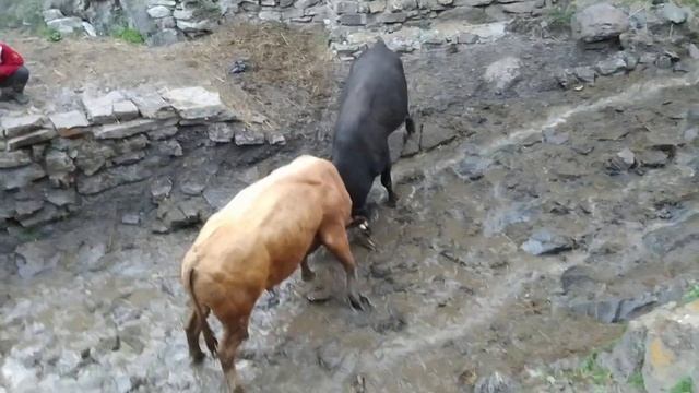 Бежта бои быков бык к1ола, Бежта, Дагестан. смотреть онлайн