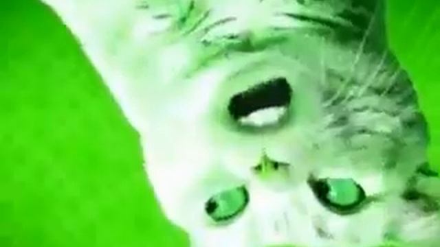 Preview 2 Numa Cat 2022 Effects Preview 2 V17 Effects