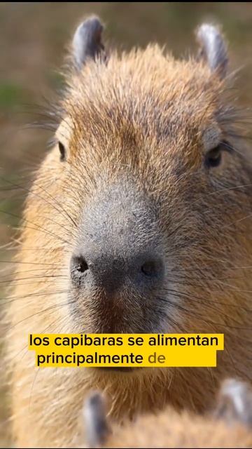 🔥sabías Que El Capibara