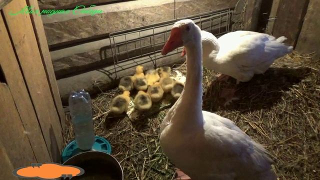 Гусак зовет маленьких гусяток к столу, а сам радуется - пляшет! смотреть онлайн