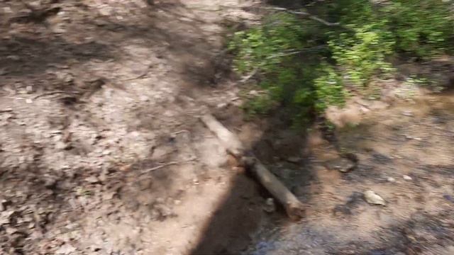 Папильон Виктория перепрыгивает через ручей смотреть онлайн
