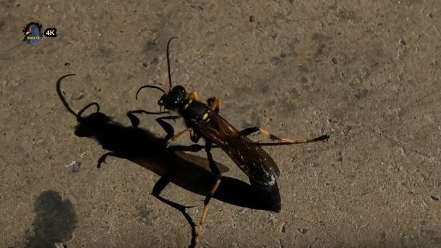 Sceliphron caementarium.Drury, 1770 ! BRUITX смотреть онлайн