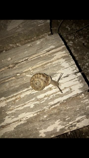 Виноградная улитка, Благовещенская - 05.09.2024