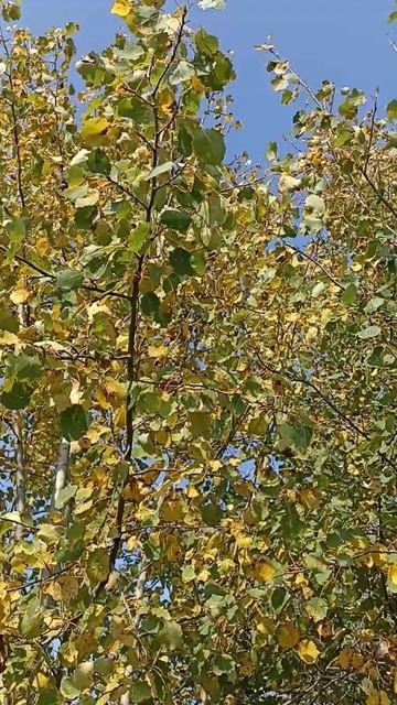 Трепещут осины. АСМР