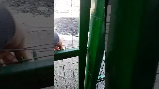 РАБОТА В ПАРКЕ ПТИЦ! смотреть онлайн