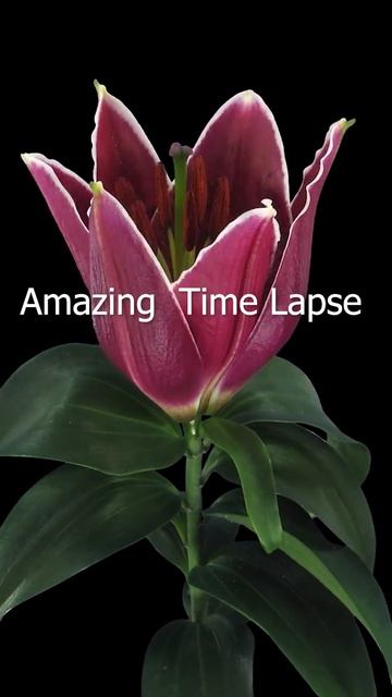 Magical Blooming Purple Flower Time Lapse #shorts 😱💓💜🐞💐🌱 смотреть онлайн