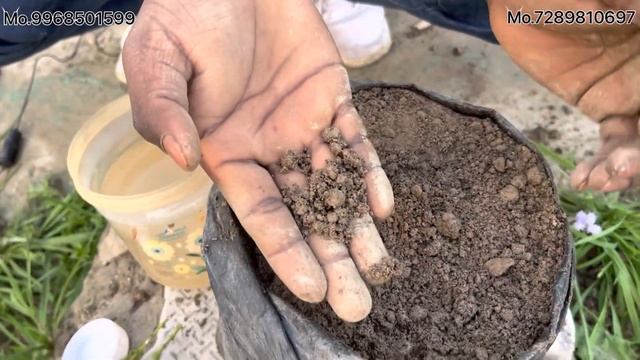 How to grow juniper plant from cutting || Juniper cypress cutting propagation Hindi смотреть онлайн