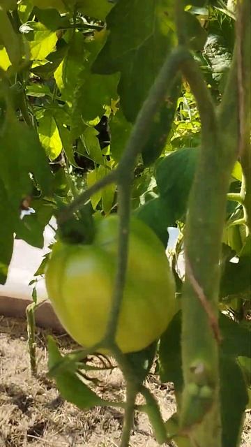 Томат Сердце Италии в грунте на 24.08.22 смотреть онлайн