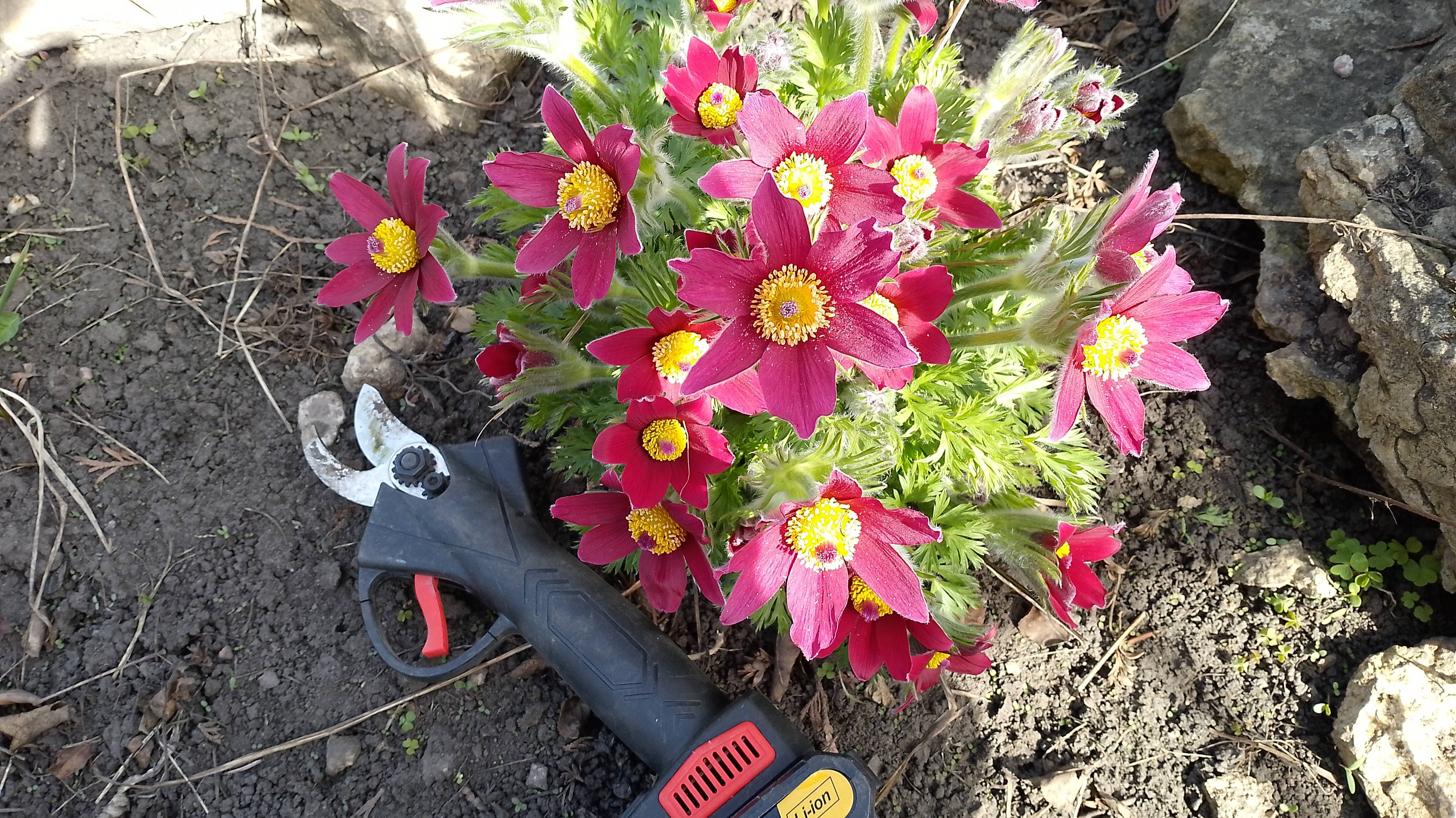 Влог. Работаю в цветнике, аккумуляторный секатор вещь довязала рука и носок болталка смотреть онлайн