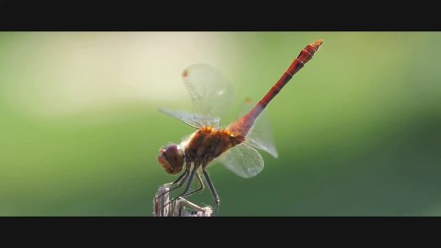 Common Dragonfly (Sympetrum Vulgatum) @greenscreenanimalpark