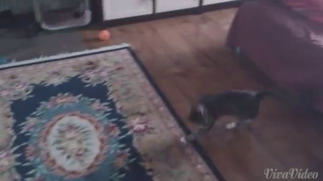 Кот сошёл с ума! (crazy Cat)