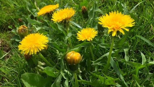 Maslačak Taraxacum officinale Dandelion Löwenzahn #new #video #plants #healthy #nature #trending смотреть онлайн
