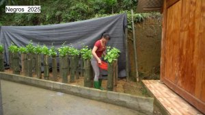 Дорис 46. Дорис заготавливает сахарный тростник, собирает выросшую в бамбуковых тубах у дома зелень