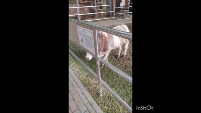 Прогулка по зоопарку, парк Миниатюр , г. Бахчисарай смотреть онлайн