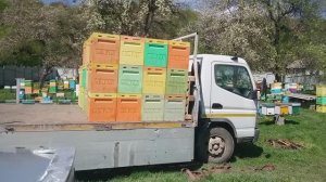 Продажа пчелопакетов и миниплюсов 2025