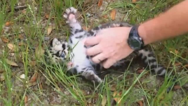 CUTE VIDEO: Baby leopard runs free for first time смотреть онлайн