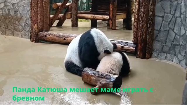 Что творит эта маленькая панда? смотреть онлайн