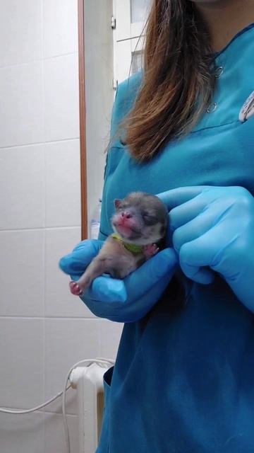 Новая жизнь new life #shorts #pets #dog #cute #animals смотреть онлайн