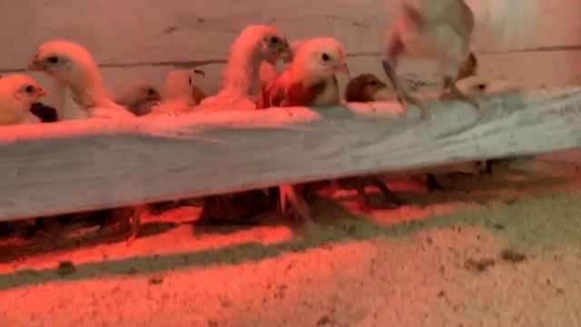 Переселение цыплят состоялось😊15 апреля 2025 года смотреть онлайн