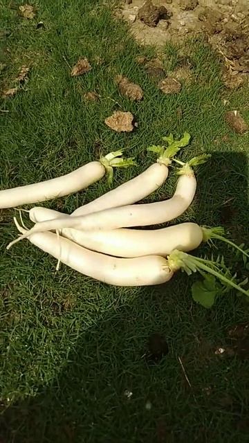 Kitchen Gardens#shorts# white Radish #FreshVegetable# смотреть онлайн