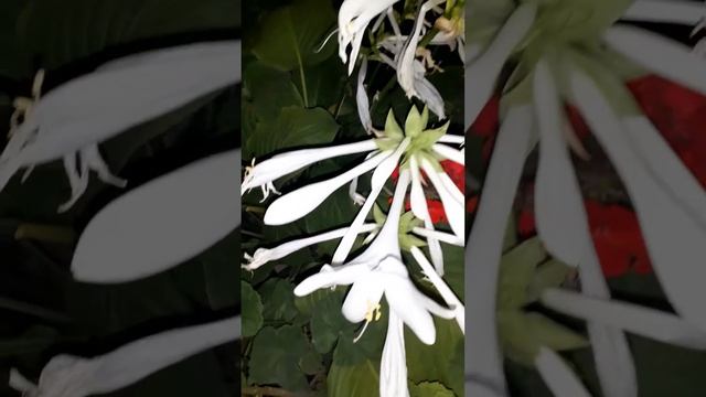 моё царство хост. вечерняя красота👍❤ смотреть онлайн