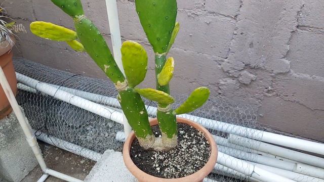 Nopal (Nopalea cochenillifera) CUIDADOS - Nopal (Nopalea Cochenillifera) CARE смотреть онлайн