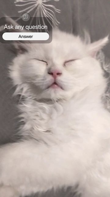 Persian cat Sleeping Sound || Ep:13 смотреть онлайн